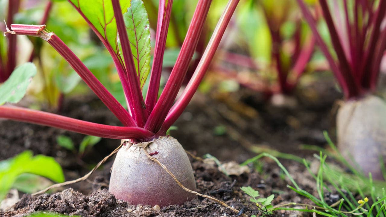 Cover Image for Los beneficios de la remolacha: un superalimento para tu salud